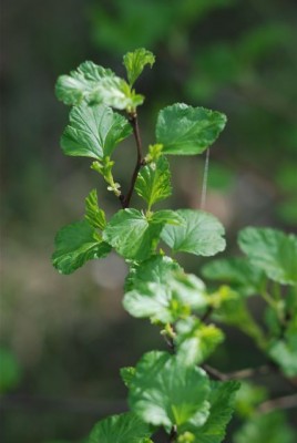 DSC_0035.jpg