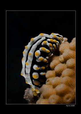 IMG_1847-1.jpg