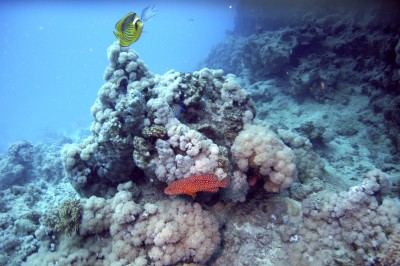 IMAG0008_1_1.jpg