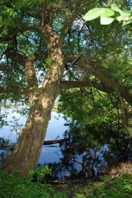 DSC_0182.jpg